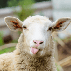 Sheepsyou